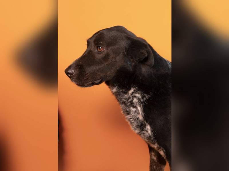 Amando - ein liebevolles Zuhause für seinen Lebensabend!