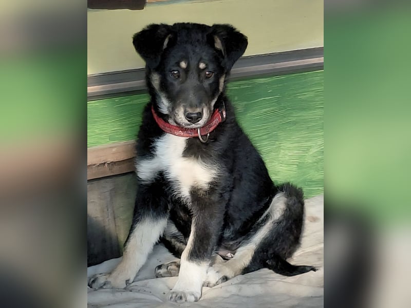 Nevia - süß, verspielt und etwas frech :-))