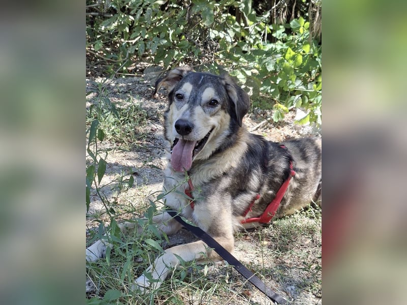 Mo - der perfekte Hund!