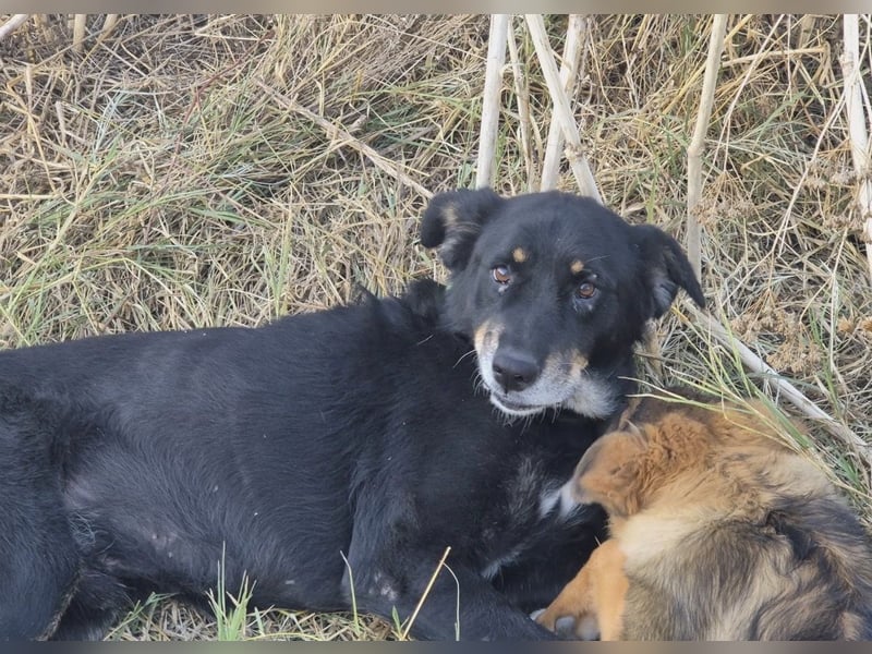 Rex - sehr freundlicher und verträglicher ehemaliger Kettenhund