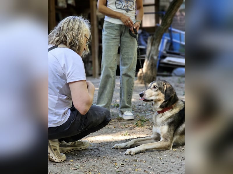 Mo - der perfekte Hund!