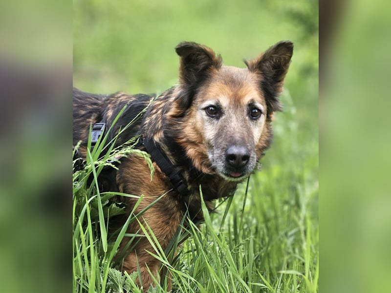 Rocky - auf der Suche nach einfühlsamen Menschen!