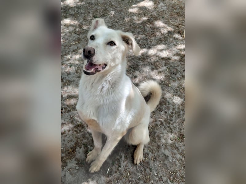 Fleur - freundliche Hündin zurück im Leben