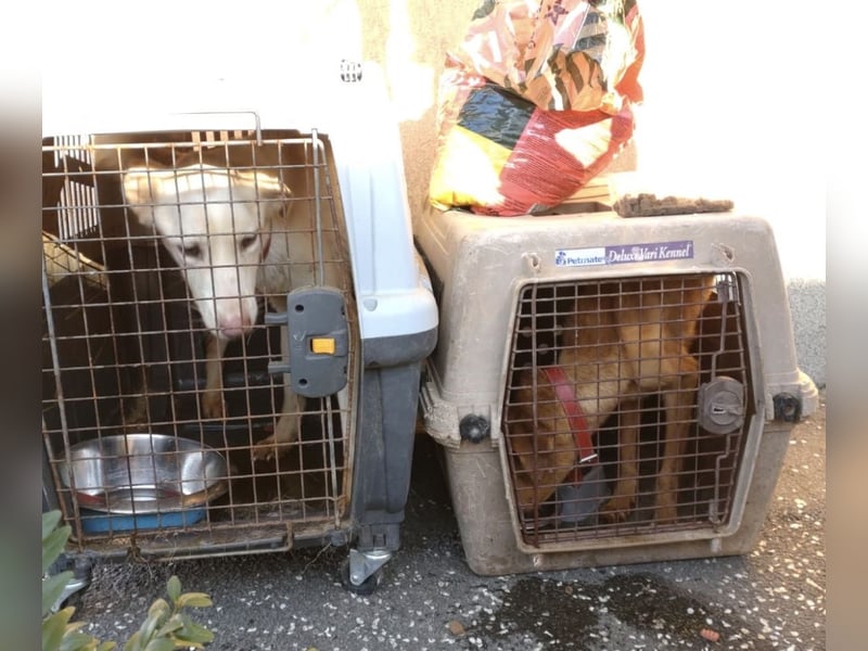 Fleur - freundliche Hündin zurück im Leben