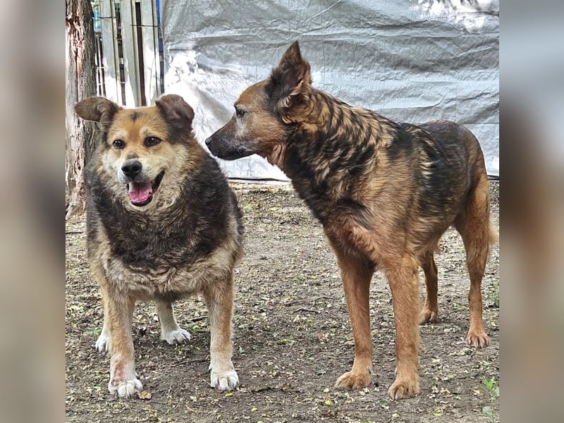 Rocky - auf der Suche nach einfühlsamen Menschen!