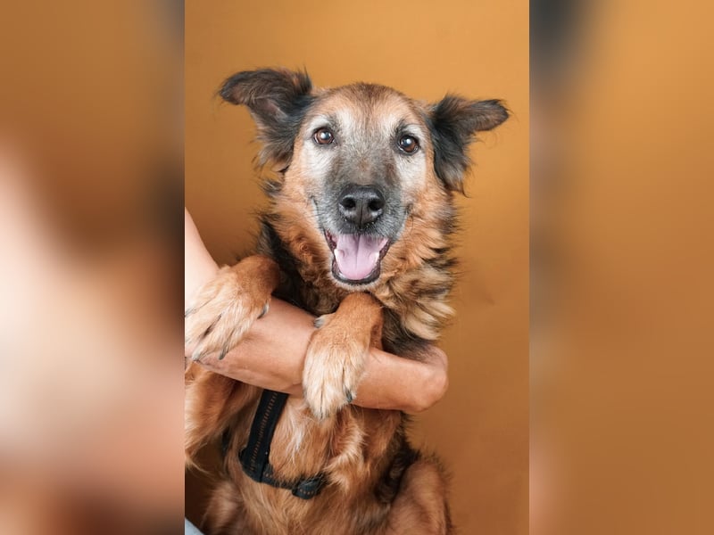 Rocky - auf der Suche nach einfühlsamen Menschen!