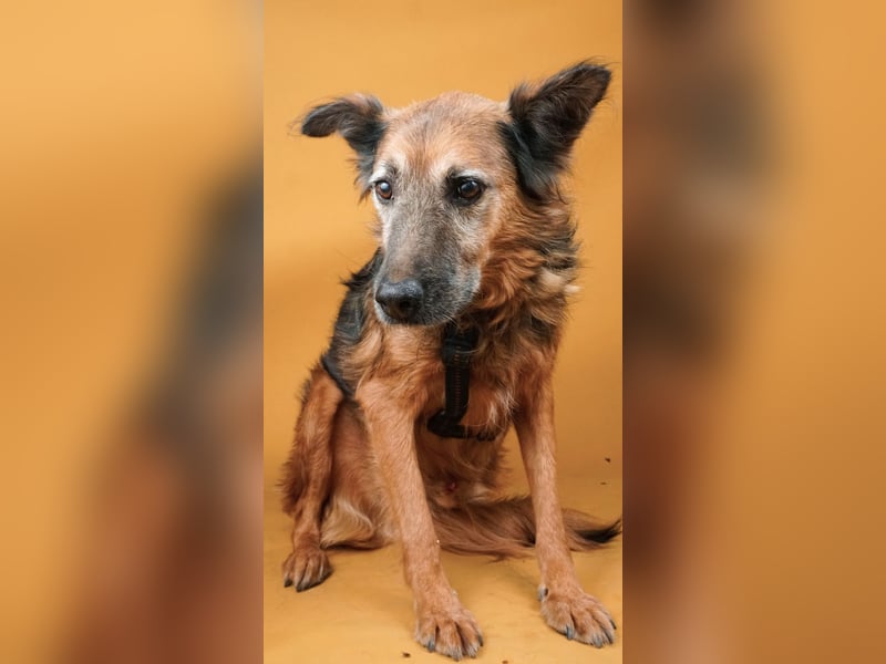 Rocky - auf der Suche nach einfühlsamen Menschen!