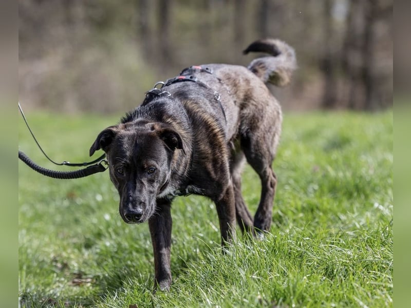 Nero - eine Seele von Hund!