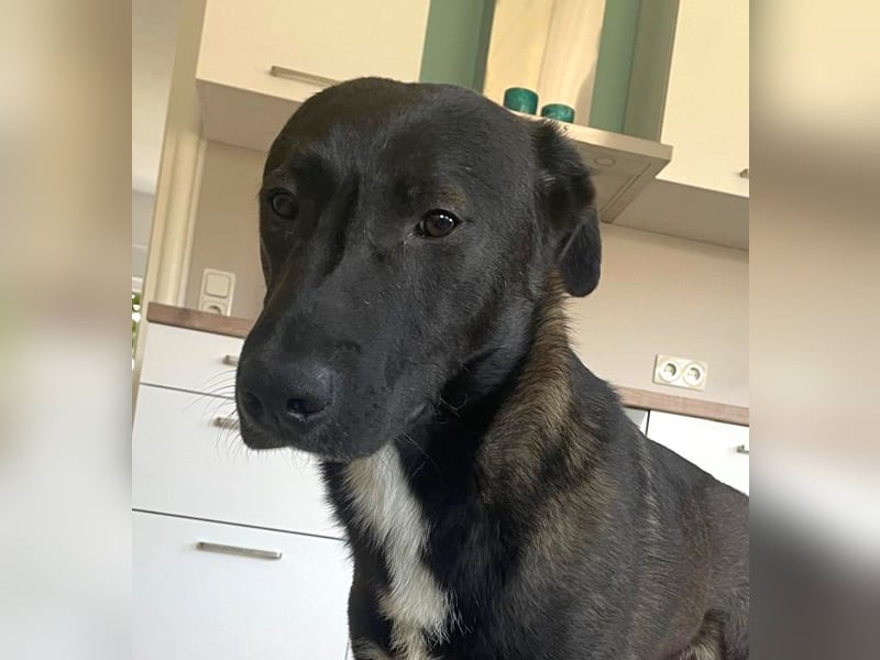 Nero - eine Seele von Hund!