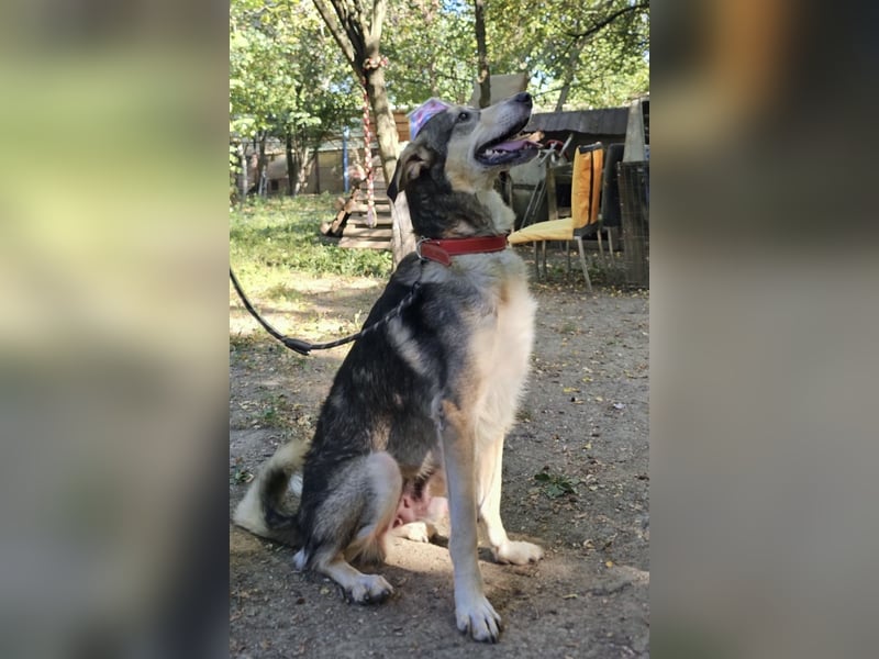 Mo - der perfekte Hund!