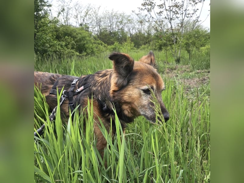 Rocky - auf der Suche nach einfühlsamen Menschen!