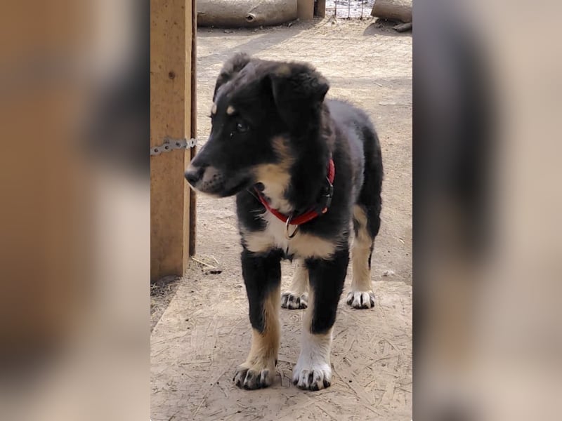 Nevia - süß, verspielt und etwas frech :-))