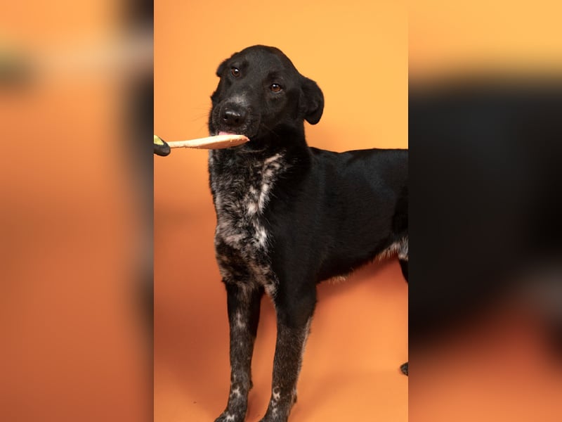 Amando - ein liebevolles Zuhause für seinen Lebensabend!