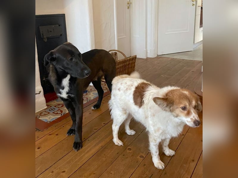 Nero - eine Seele von Hund!