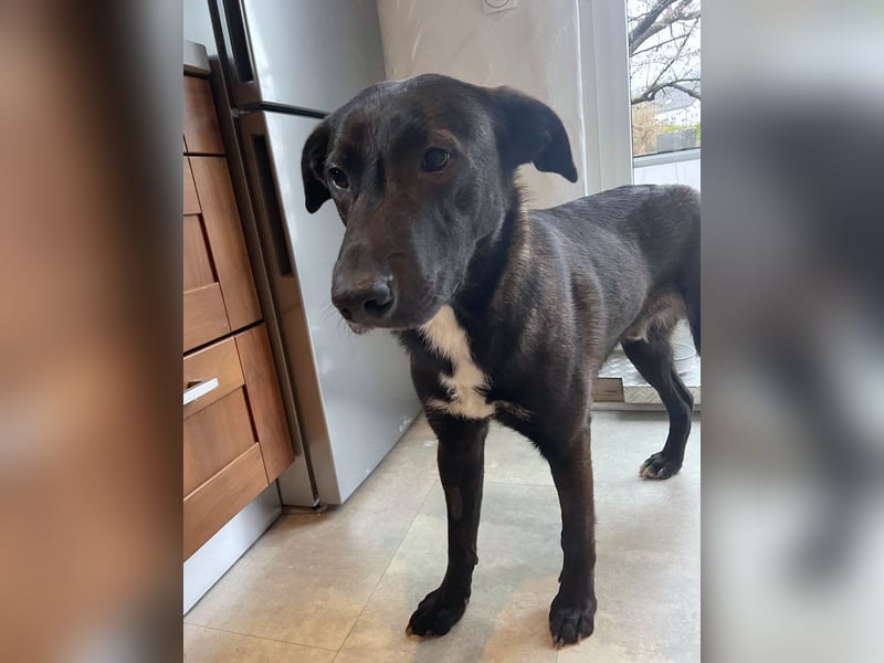 Nero - eine Seele von Hund!