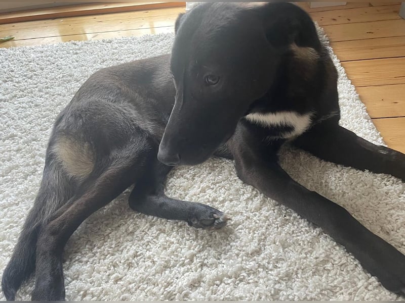 Nero - eine Seele von Hund!