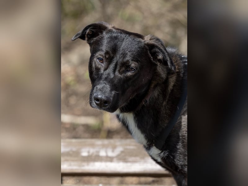 Nero - eine Seele von Hund!