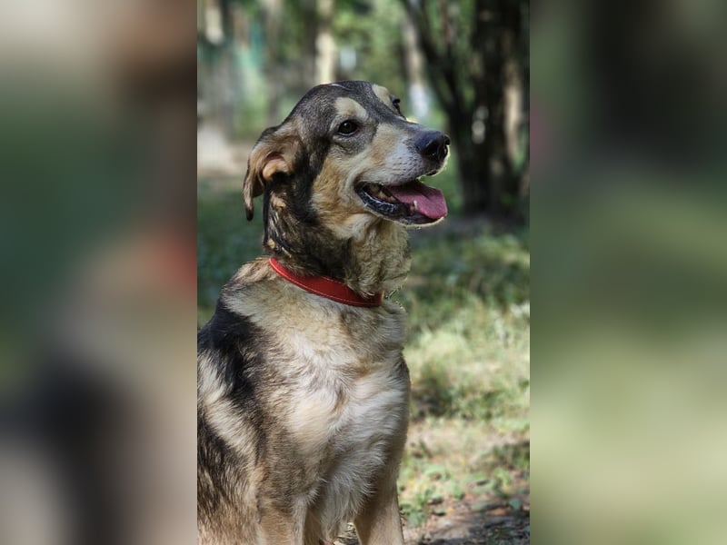 Mo - der perfekte Hund!