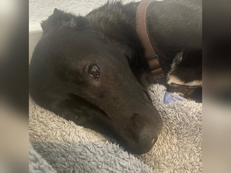 Nero - eine Seele von Hund!