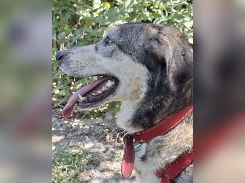Mo - der perfekte Hund!