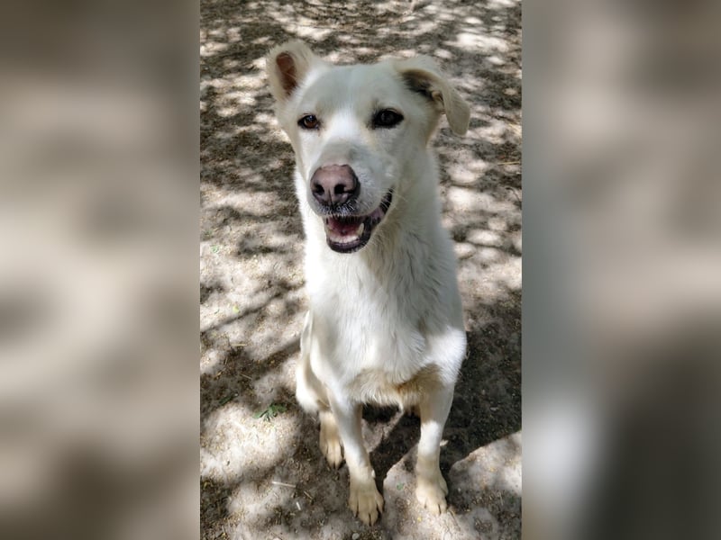 Fleur - freundliche Hündin zurück im Leben