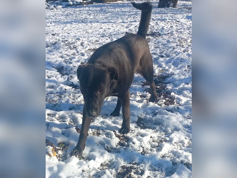 Nero - eine Seele von Hund!