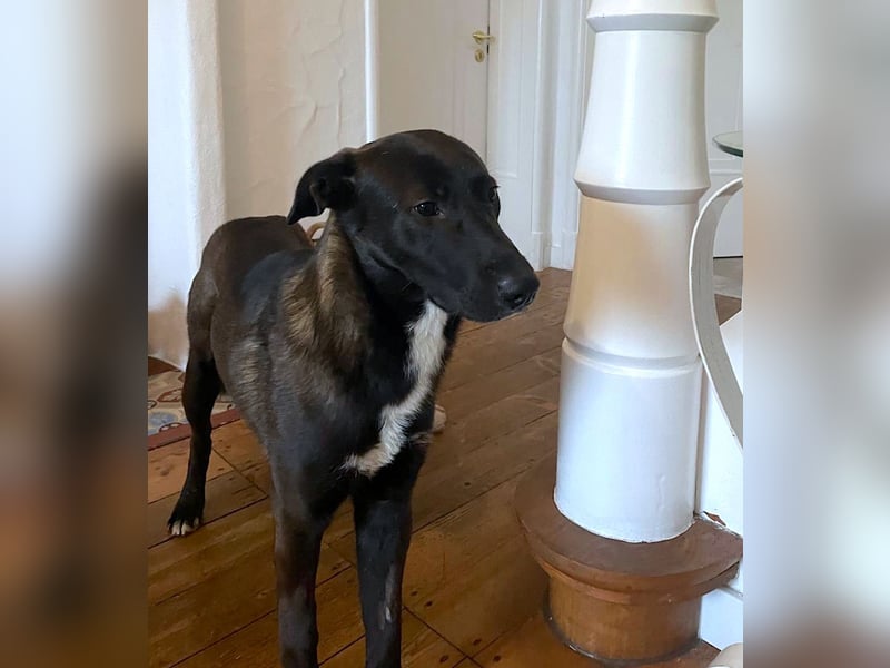 Nero - eine Seele von Hund!