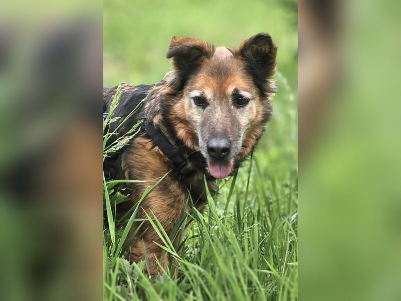 Rocky - auf der Suche nach einfühlsamen Menschen!