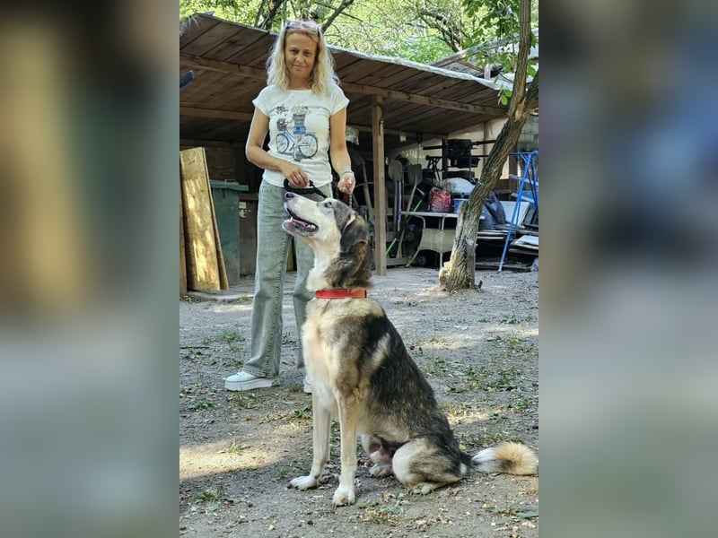 Mo - der perfekte Hund!