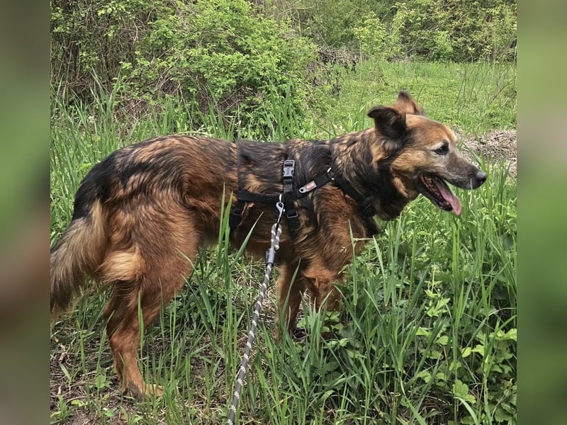 Rocky - auf der Suche nach einfühlsamen Menschen!