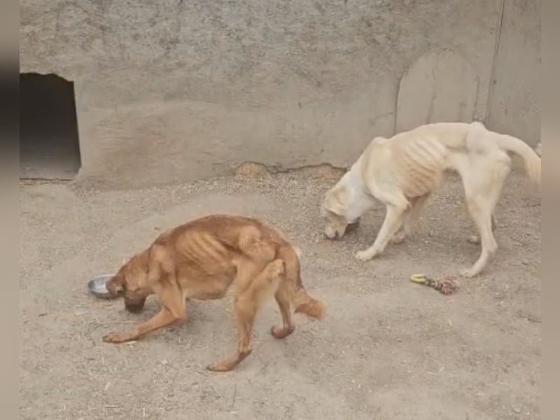 Fleur - freundliche Hündin zurück im Leben