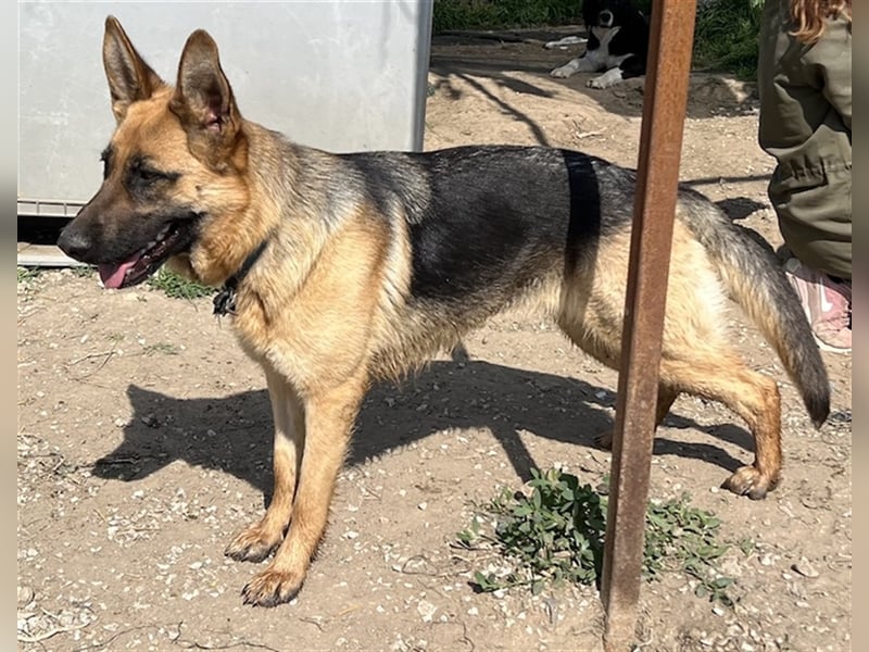 Wilma, geb. ca. 04/2021, lebt in GRIECHENLAND, im städt. Tierheim Serres