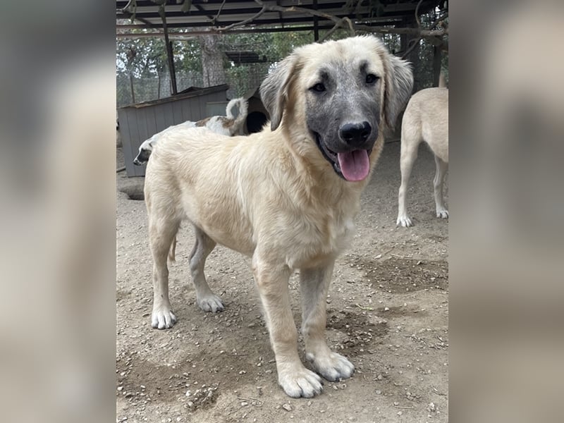 Klößchen, geb. ca. 03/2023, lebt in GRIECHENLAND, im städt. Tierheim Serres