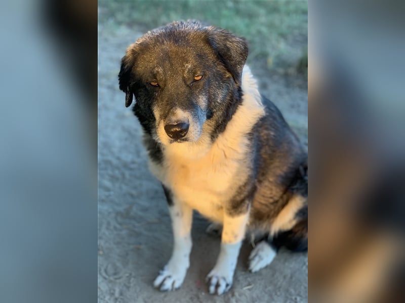 Harwin, geb. ca. 11/2018, lebt in GRIECHENLAND, im städt. Tierheim Serres