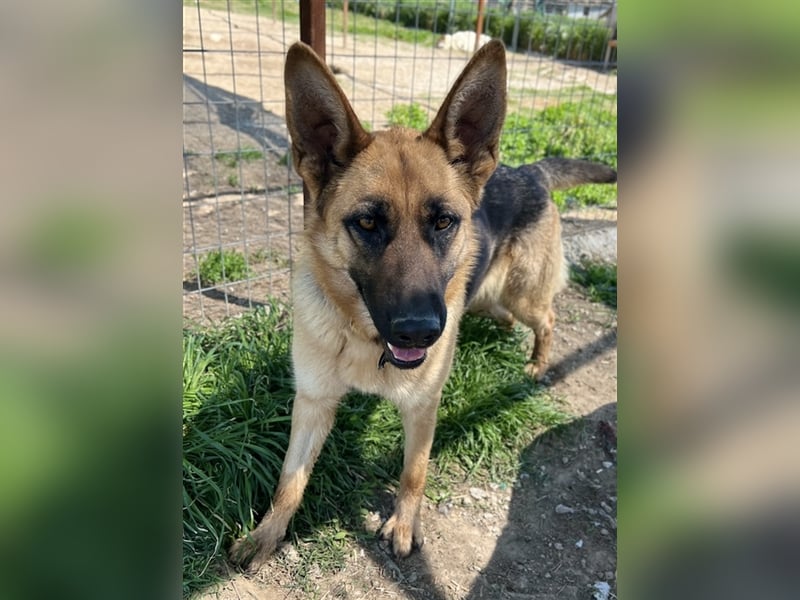 Wilma, geb. ca. 04/2021, lebt in GRIECHENLAND, im städt. Tierheim Serres