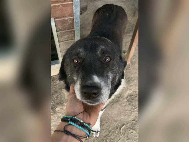 Harwin, geb. ca. 11/2018, lebt in GRIECHENLAND, im städt. Tierheim Serres