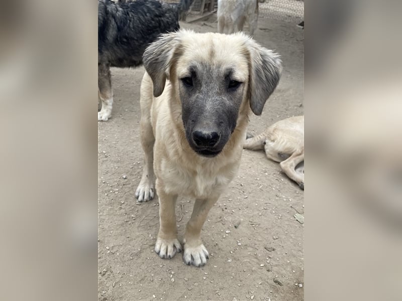 Klößchen, geb. ca. 03/2023, lebt in GRIECHENLAND, im städt. Tierheim Serres