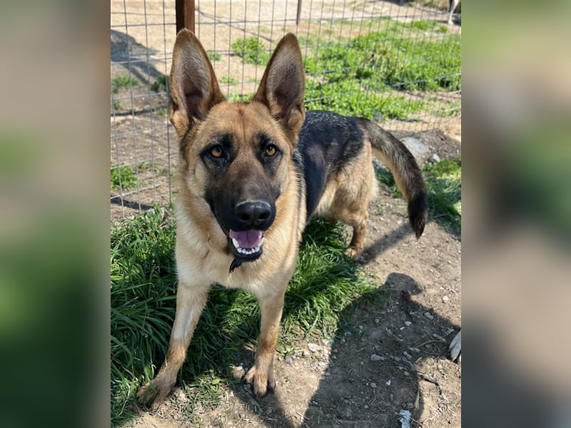 Wilma, geb. ca. 04/2021, lebt in GRIECHENLAND, im städt. Tierheim Serres