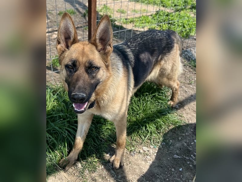 Wilma, geb. ca. 04/2021, lebt in GRIECHENLAND, im städt. Tierheim Serres