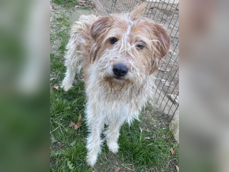 Damian, geb. ca. 01/2023, lebt in GRIECHENLAND, auf einer privaten Pflegestelle