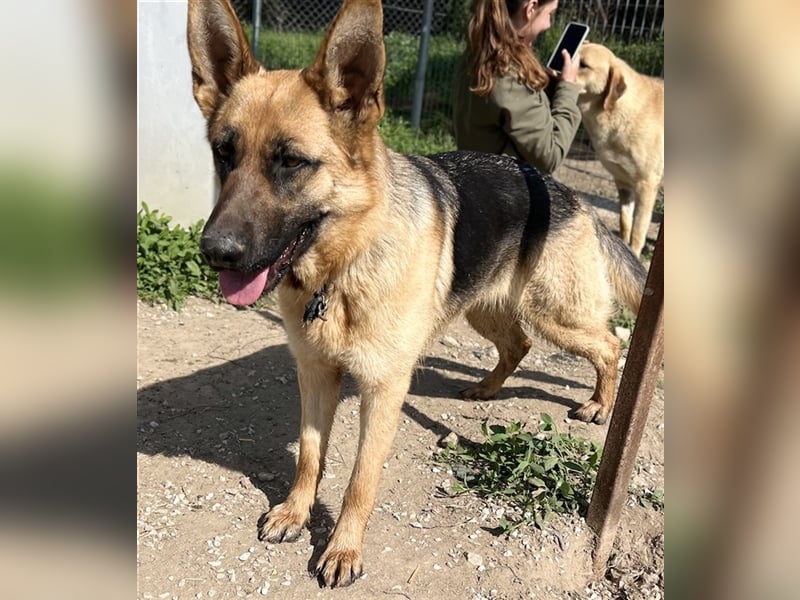 Wilma, geb. ca. 04/2021, lebt in GRIECHENLAND, im städt. Tierheim Serres