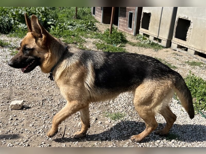 Wilma, geb. ca. 04/2021, lebt in GRIECHENLAND, im städt. Tierheim Serres