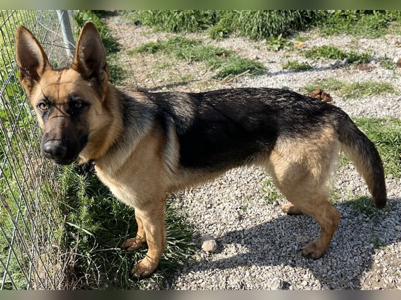 Wilma, geb. ca. 04/2021, lebt in GRIECHENLAND, im städt. Tierheim Serres