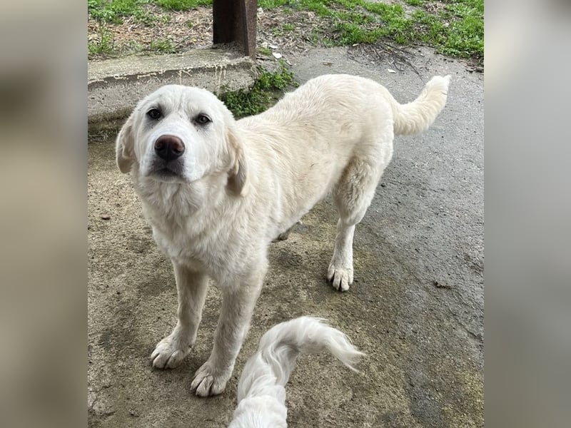 Nox, geb. ca. 10/2024, lebt in GRIECHENLAND, auf einer privaten Pflegestelle