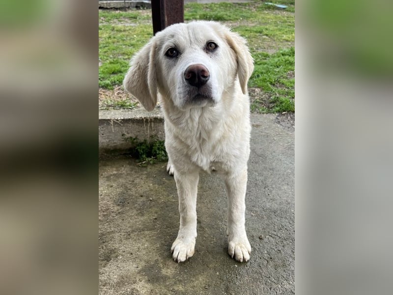 Nox, geb. ca. 10/2024, lebt in GRIECHENLAND, auf einer privaten Pflegestelle