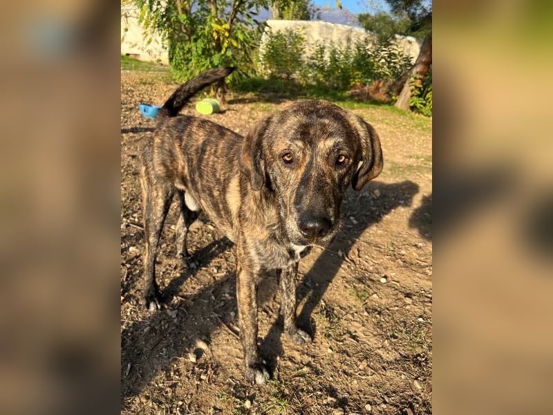 Petri, geb. ca. 04/2024, lebt in GRIECHENLAND, auf einem Gelände, auf dem die Hunde notdürftig verso