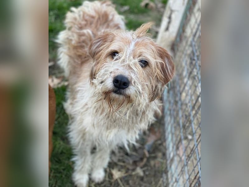 Damian, geb. ca. 01/2023, lebt in GRIECHENLAND, auf einer privaten Pflegestelle