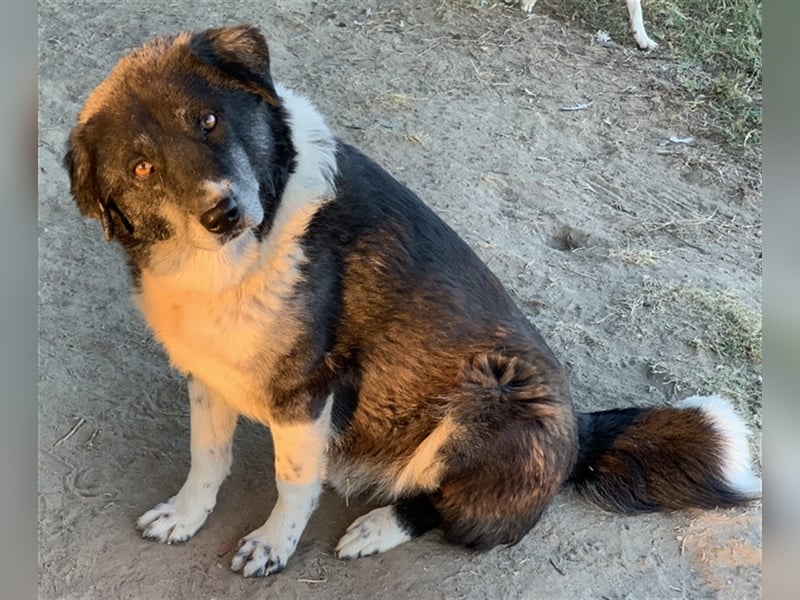 Harwin, geb. ca. 11/2018, lebt in GRIECHENLAND, im städt. Tierheim Serres