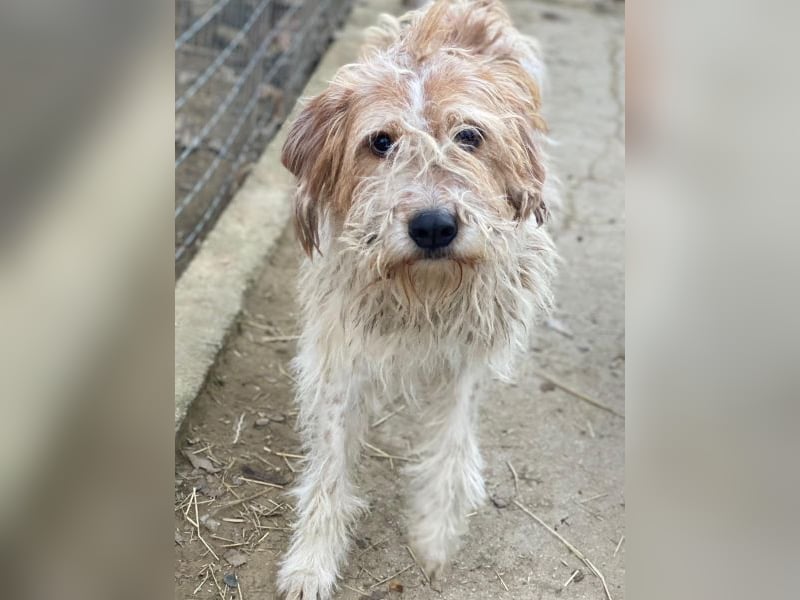 Damian, geb. ca. 01/2023, lebt in GRIECHENLAND, auf einer privaten Pflegestelle