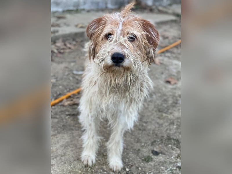 Damian, geb. ca. 01/2023, lebt in GRIECHENLAND, auf einer privaten Pflegestelle